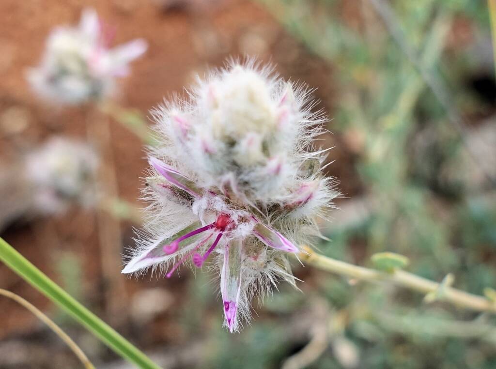 Shrubby Fox-tail (Ptilotus whitei), Olive Pink Botanic Garden NT