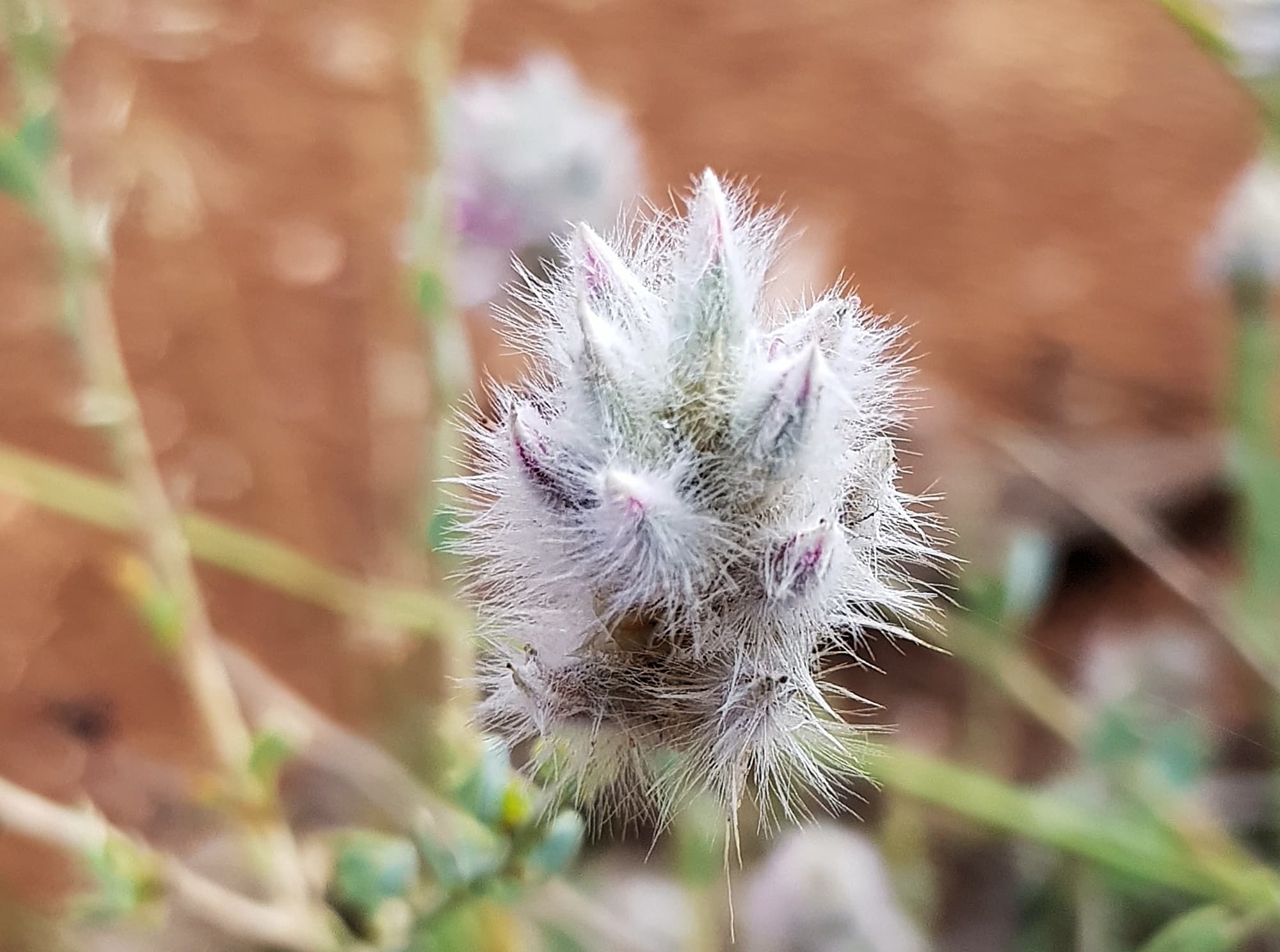 Shrubby Fox-tail (Ptilotus whitei), Olive Pink Botanic Garden NT