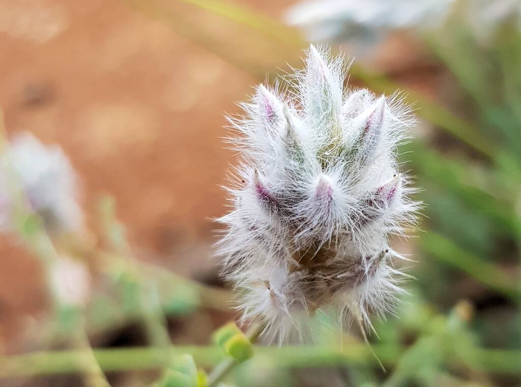 Shrubby Fox-tail (Ptilotus whitei), Olive Pink Botanic Garden NT