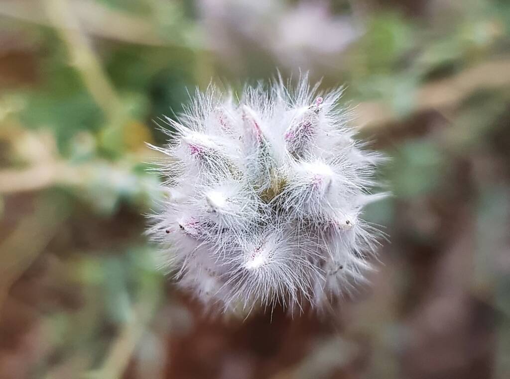 Shrubby Fox-tail (Ptilotus whitei), Olive Pink Botanic Garden NT