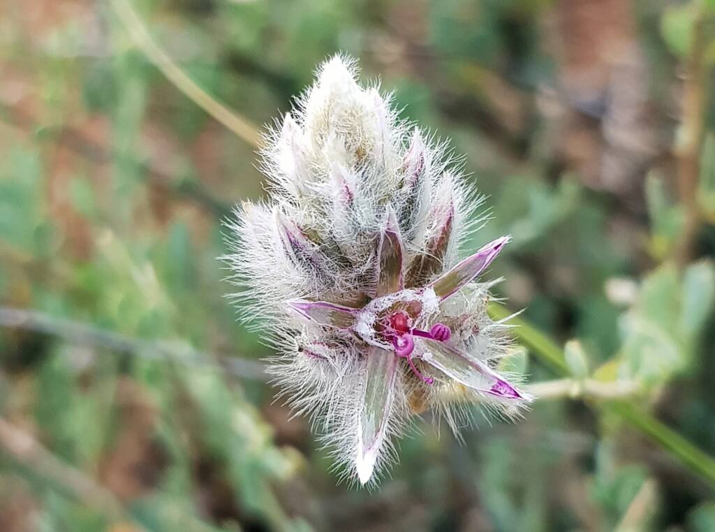 Shrubby Fox-tail (Ptilotus whitei), Olive Pink Botanic Garden NT