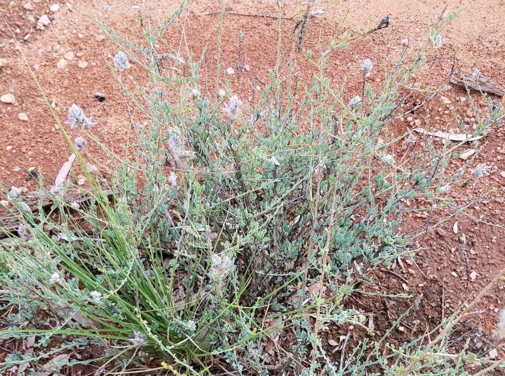Shrubby Fox-tail (Ptilotus whitei), Olive Pink Botanic Garden NT