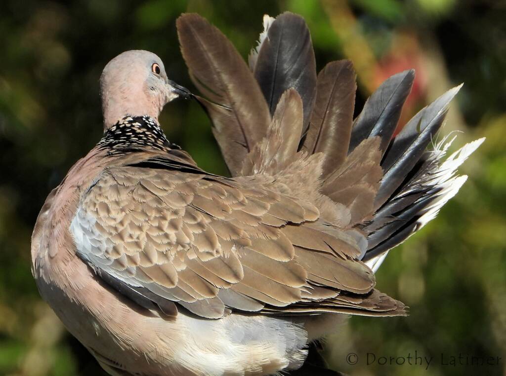 Spotted Dove (Spilopelia chinensis), Alice Spring NT © Dorothy Latimer
