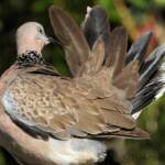 Spotted Dove (Spilopelia chinensis), Alice Spring NT © Dorothy Latimer