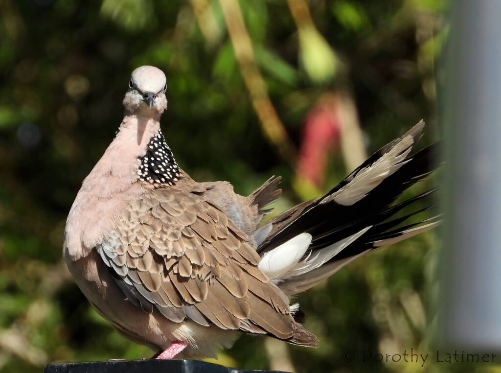 Spotted Dove (Spilopelia chinensis), Alice Spring NT © Dorothy Latimer