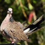 Spotted Dove (Spilopelia chinensis), Alice Spring NT © Dorothy Latimer