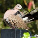 Spotted Dove (Spilopelia chinensis), Alice Spring NT © Dorothy Latimer