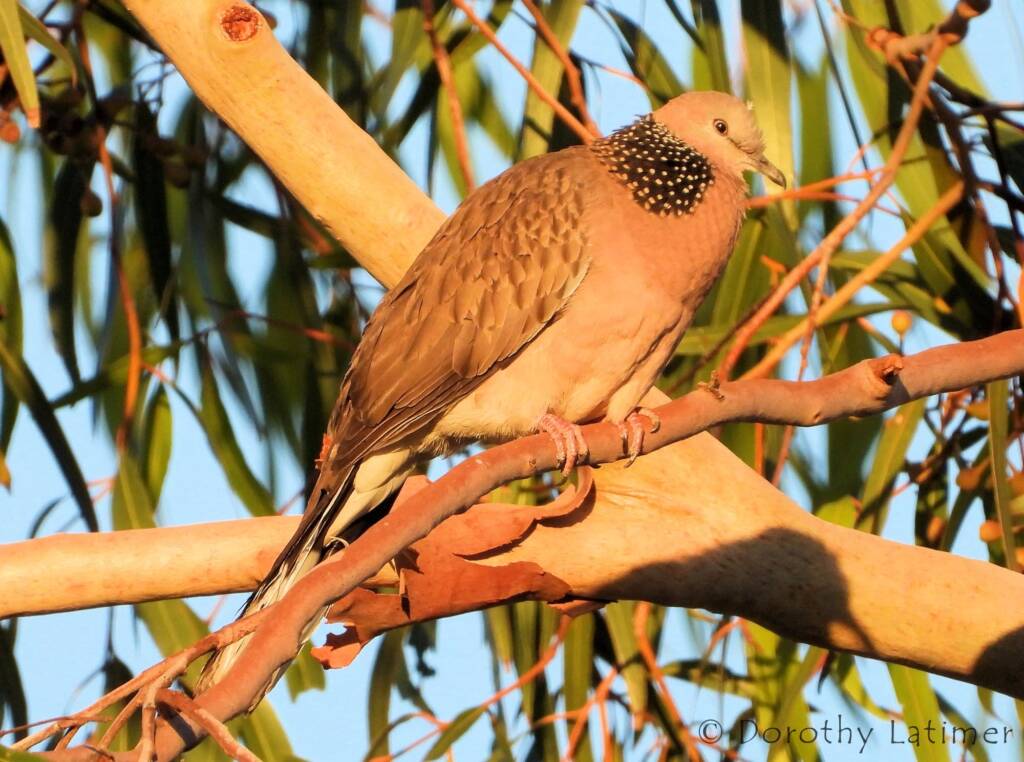 Spotted Dove (Spilopelia chinensis), Alice Spring NT © Dorothy Latimer