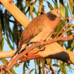 Spotted Dove (Spilopelia chinensis), Alice Spring NT © Dorothy Latimer