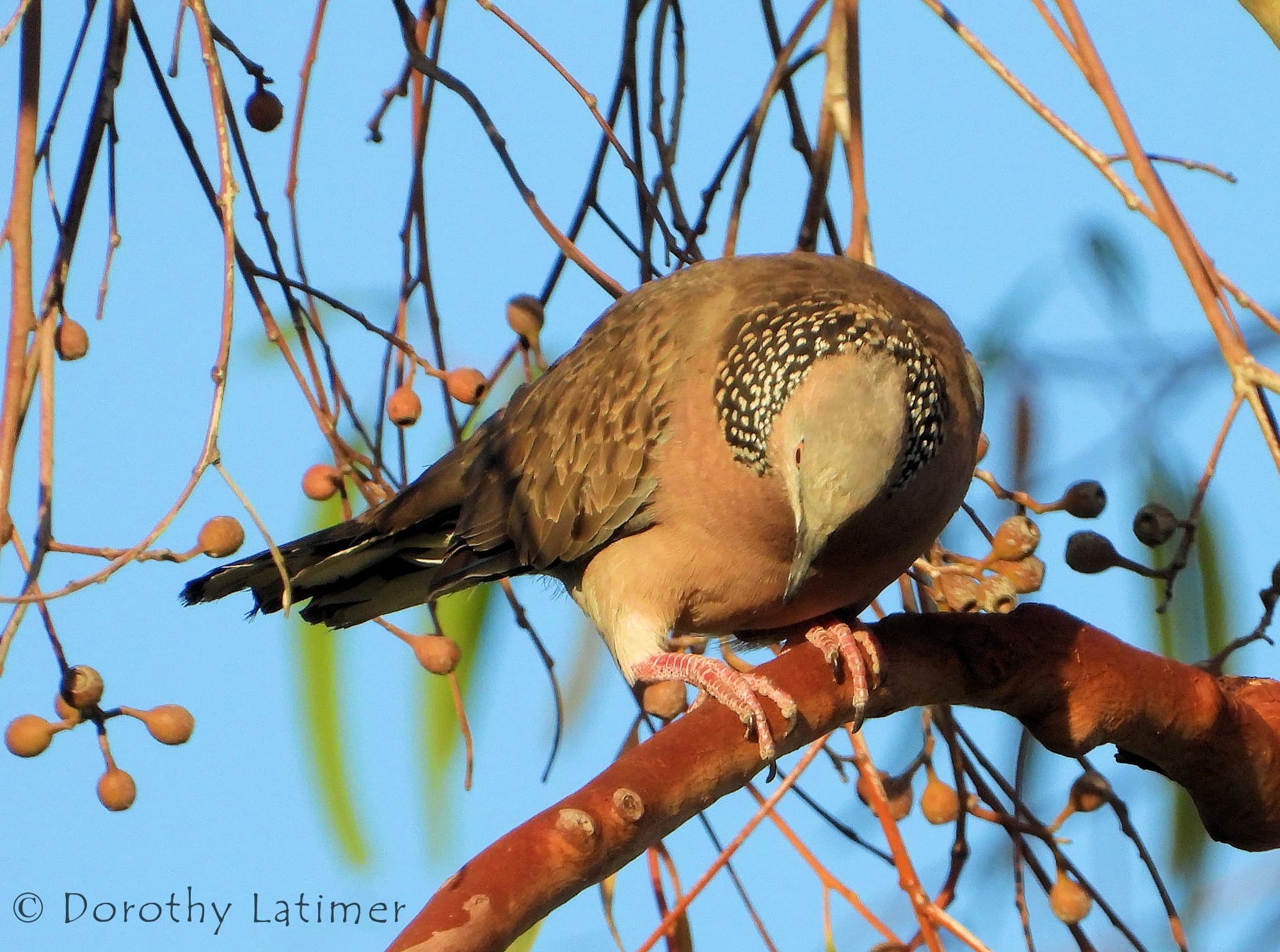 Spotted Dove (Spilopelia chinensis), Alice Spring NT © Dorothy Latimer