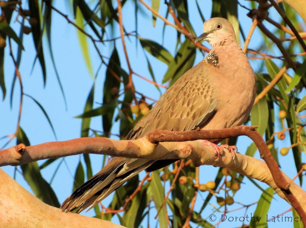 Spotted Dove (Spilopelia chinensis), Alice Spring NT © Dorothy Latimer