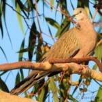 Spotted Dove (Spilopelia chinensis), Alice Spring NT © Dorothy Latimer