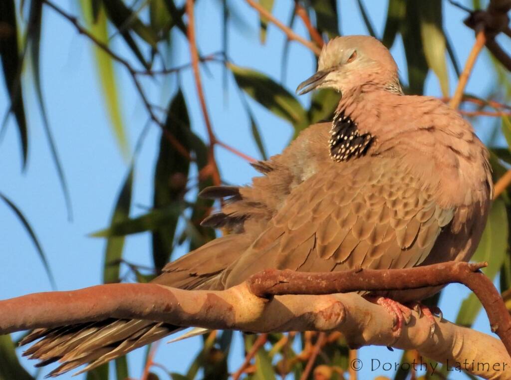 Spotted Dove (Spilopelia chinensis), Alice Spring NT © Dorothy Latimer
