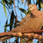 Spotted Dove (Spilopelia chinensis), Alice Spring NT © Dorothy Latimer