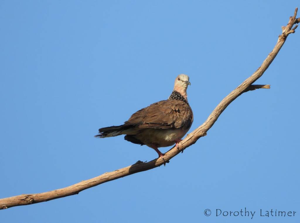 Spotted Dove (Spilopelia chinensis), Alice Spring NT © Dorothy Latimer