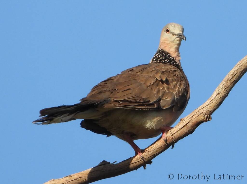 Spotted Dove (Spilopelia chinensis), Alice Spring NT © Dorothy Latimer