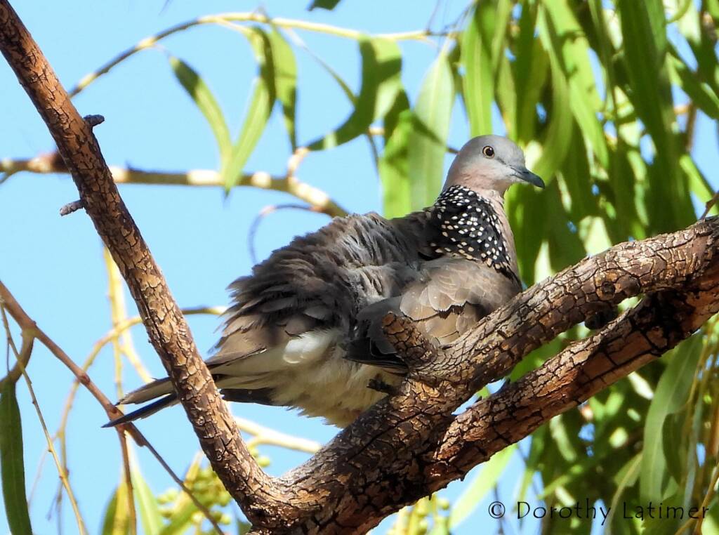Spotted Dove (Spilopelia chinensis), Alice Spring NT © Dorothy Latimer