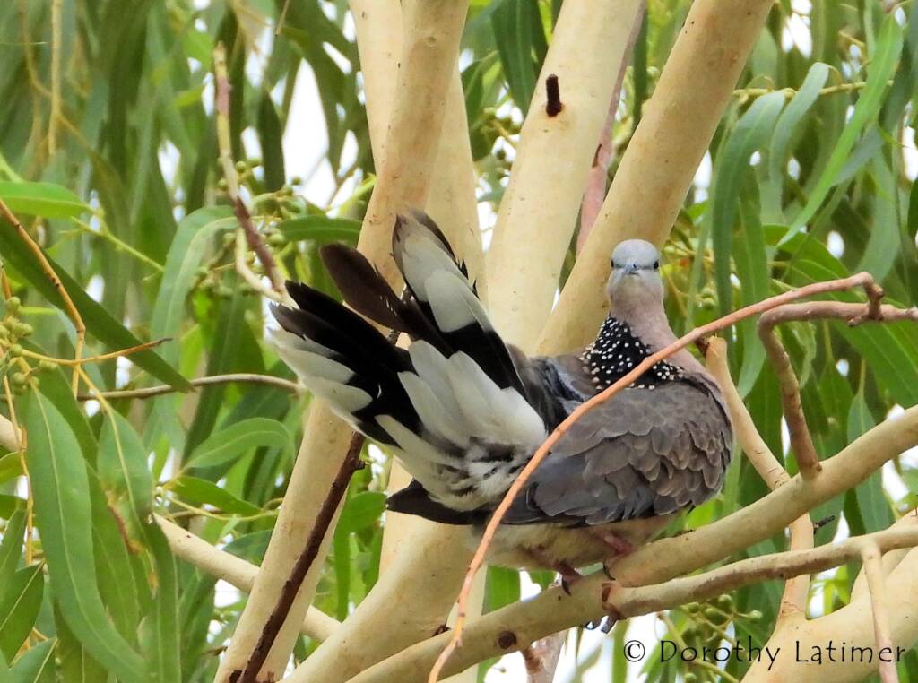 Spotted Dove (Spilopelia chinensis), Alice Spring NT © Dorothy Latimer