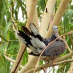 Spotted Dove (Spilopelia chinensis), Alice Spring NT © Dorothy Latimer