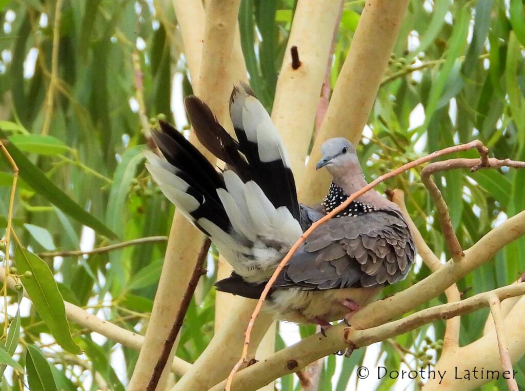 Spotted Dove (Spilopelia chinensis), Alice Spring NT © Dorothy Latimer