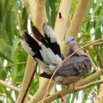 Spotted Dove (Spilopelia chinensis), Alice Spring NT © Dorothy Latimer