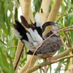 Spotted Dove (Spilopelia chinensis), Alice Spring NT © Dorothy Latimer