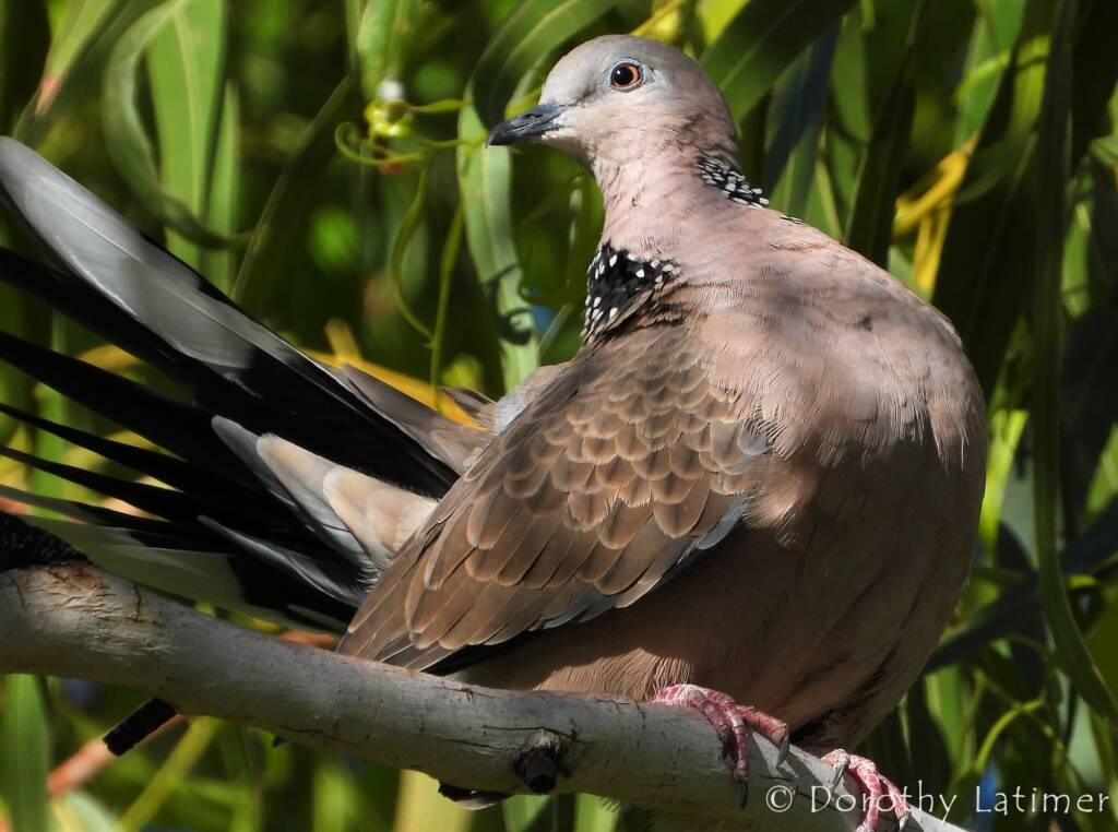Spotted Dove (Spilopelia chinensis), Alice Spring NT © Dorothy Latimer