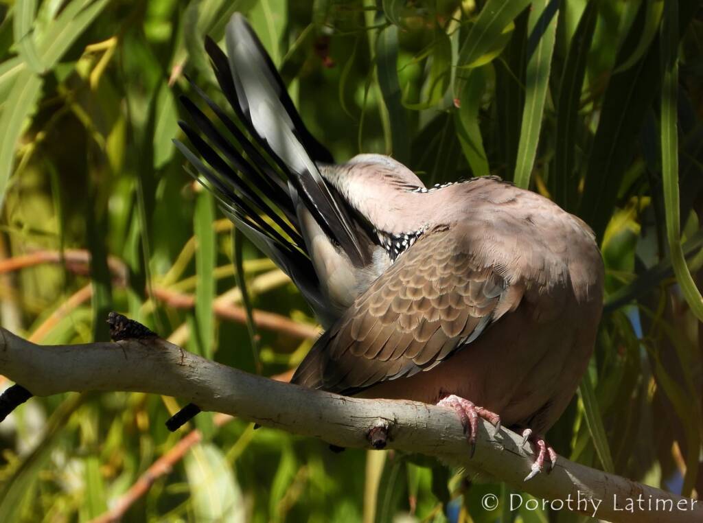 Spotted Dove (Spilopelia chinensis), Alice Spring NT © Dorothy Latimer