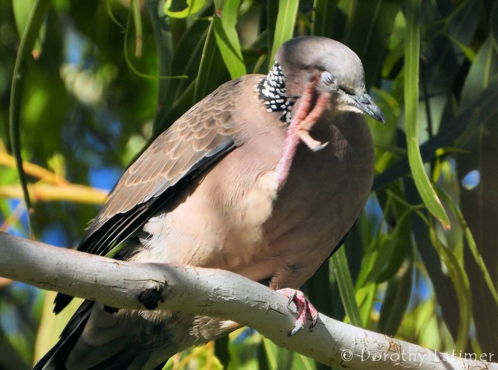 Spotted Dove (Spilopelia chinensis), Alice Spring NT © Dorothy Latimer