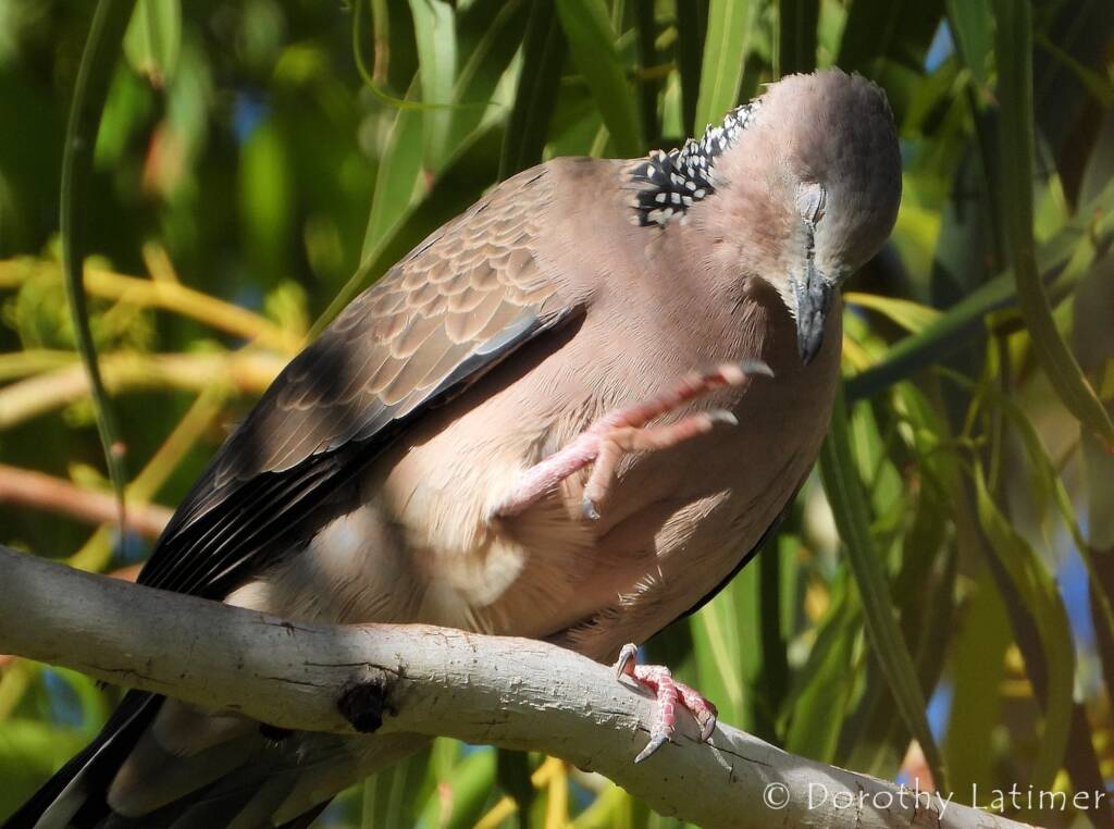 Spotted Dove (Spilopelia chinensis), Alice Spring NT © Dorothy Latimer
