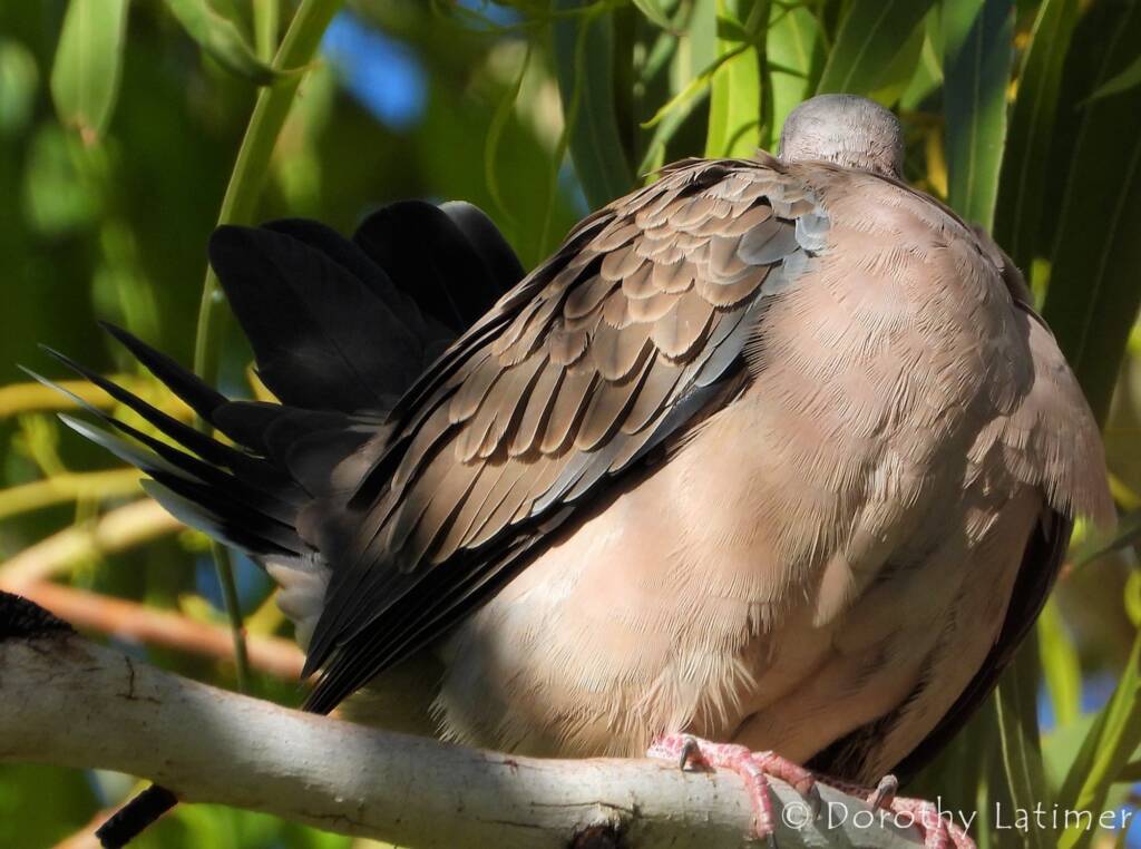 Spotted Dove (Spilopelia chinensis), Alice Spring NT © Dorothy Latimer