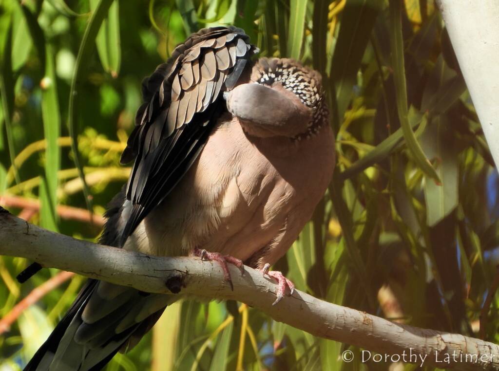 Spotted Dove (Spilopelia chinensis), Alice Spring NT © Dorothy Latimer