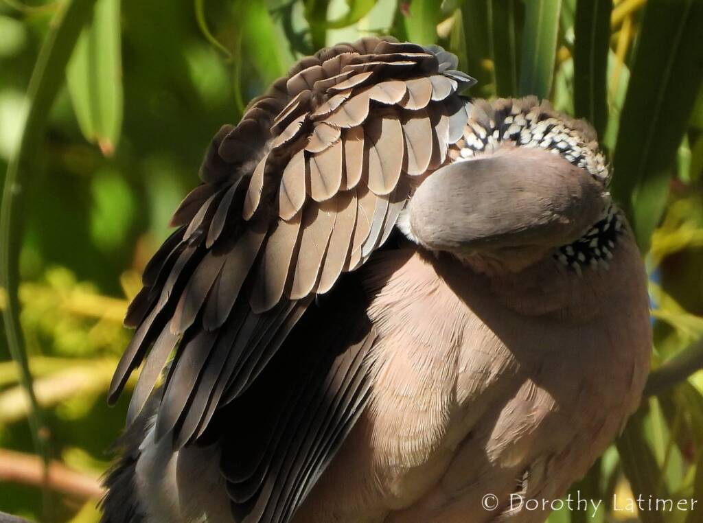 Spotted Dove (Spilopelia chinensis), Alice Spring NT © Dorothy Latimer