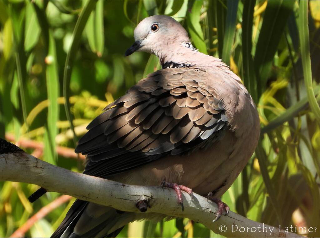 Spotted Dove (Spilopelia chinensis), Alice Spring NT © Dorothy Latimer