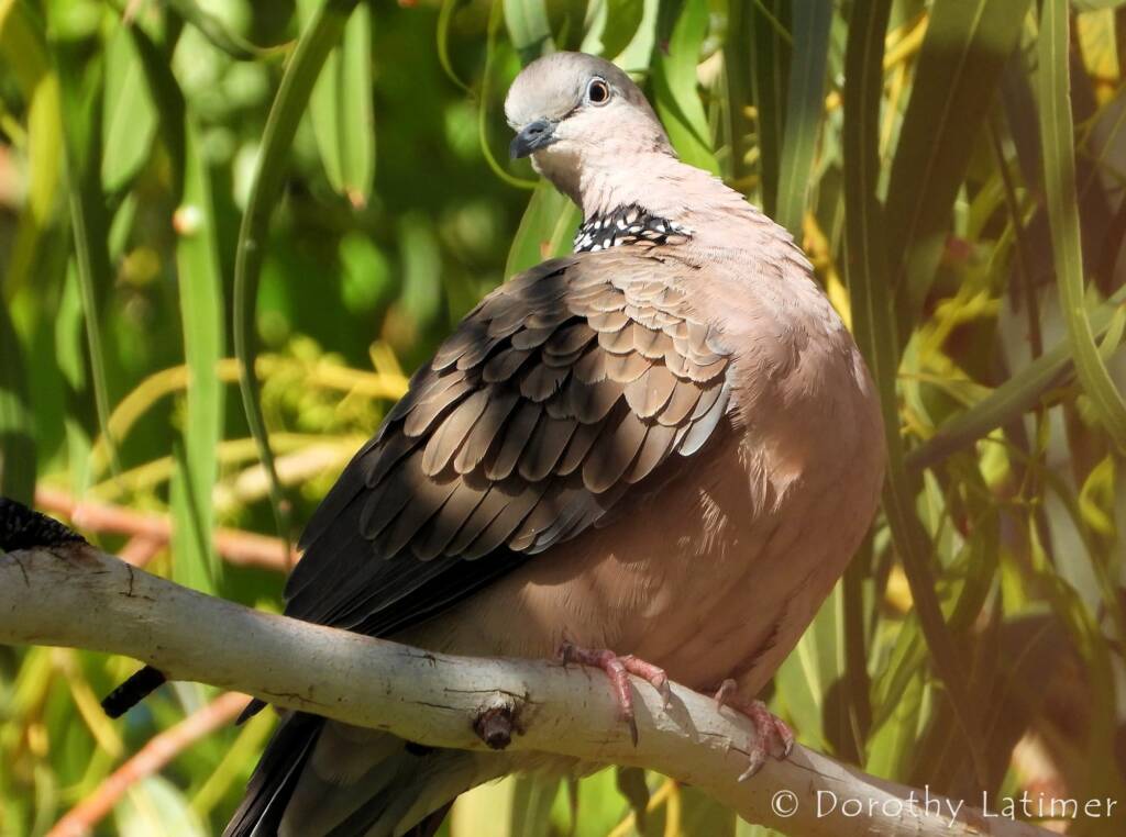 Spotted Dove (Spilopelia chinensis), Alice Spring NT © Dorothy Latimer