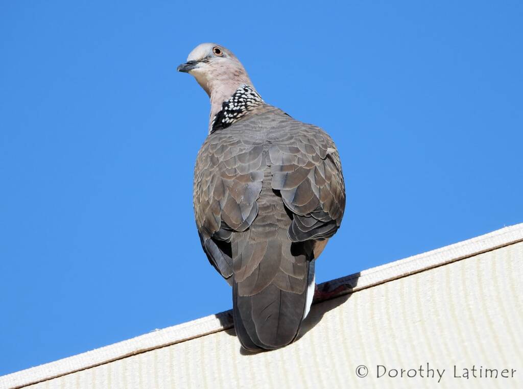 Spotted Dove (Spilopelia chinensis), Alice Spring NT © Dorothy Latimer