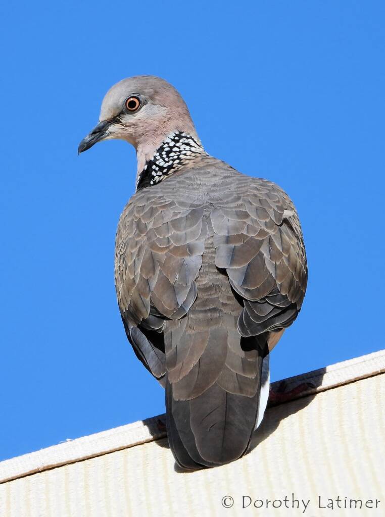 Spotted Dove (Spilopelia chinensis), Alice Spring NT © Dorothy Latimer