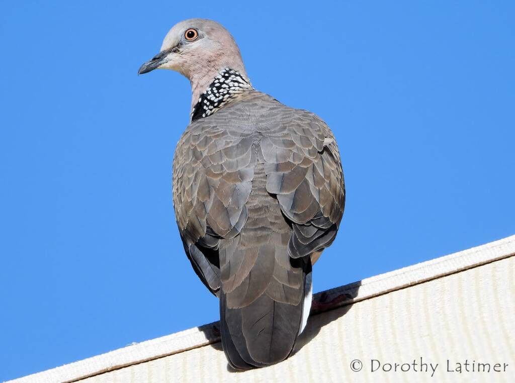 Spotted Dove (Spilopelia chinensis), Alice Spring NT © Dorothy Latimer