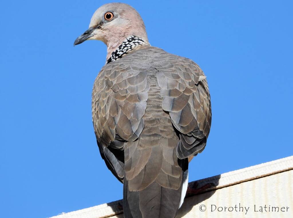 Spotted Dove (Spilopelia chinensis), Alice Spring NT © Dorothy Latimer