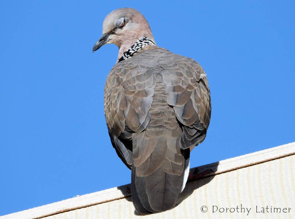 Spotted Dove (Spilopelia chinensis), Alice Spring NT © Dorothy Latimer