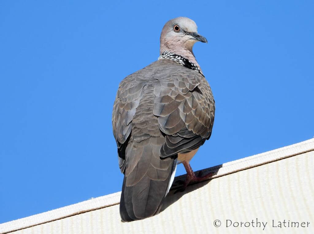 Spotted Dove (Spilopelia chinensis), Alice Spring NT © Dorothy Latimer