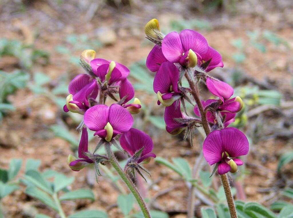 Yellow-keeled Swainsona (Swainsona flavicarinata), Alice Springs NT