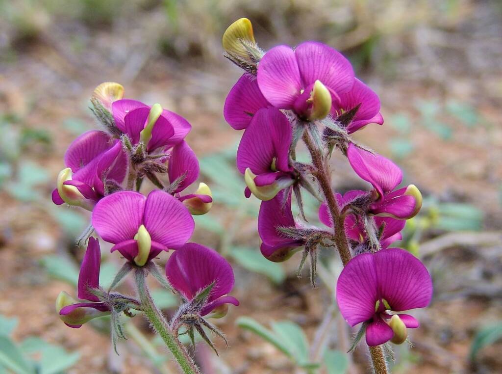Yellow-keeled Swainsona (Swainsona flavicarinata), Alice Springs NT