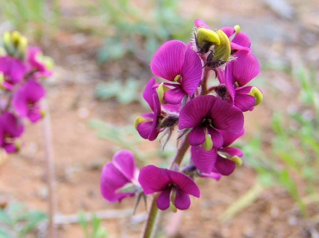 Yellow-keeled Swainsona (Swainsona flavicarinata), Alice Springs NT