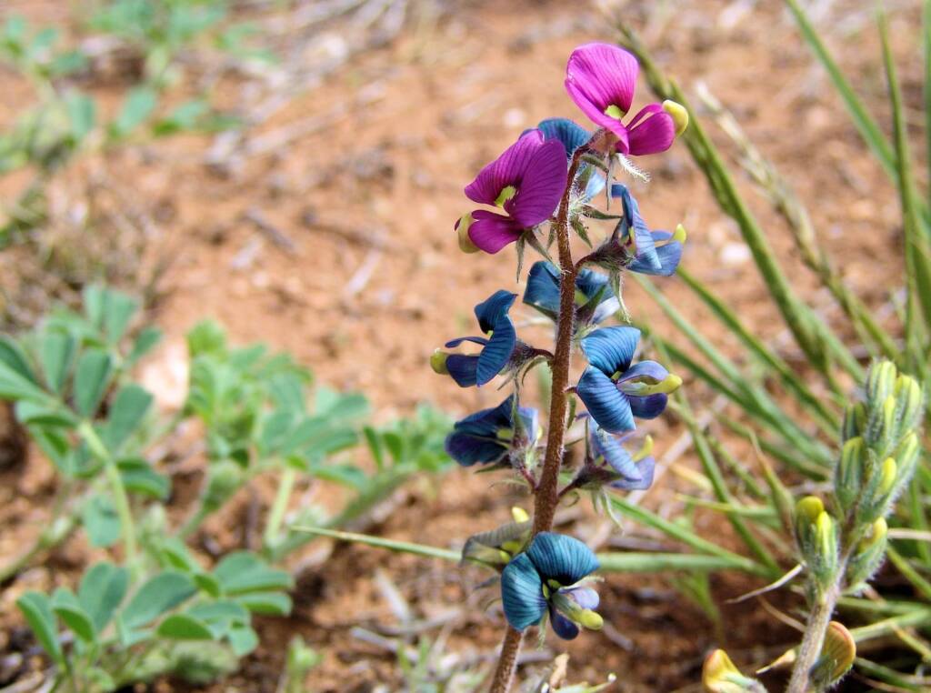 Yellow-keeled Swainsona (Swainsona flavicarinata), Alice Springs NT