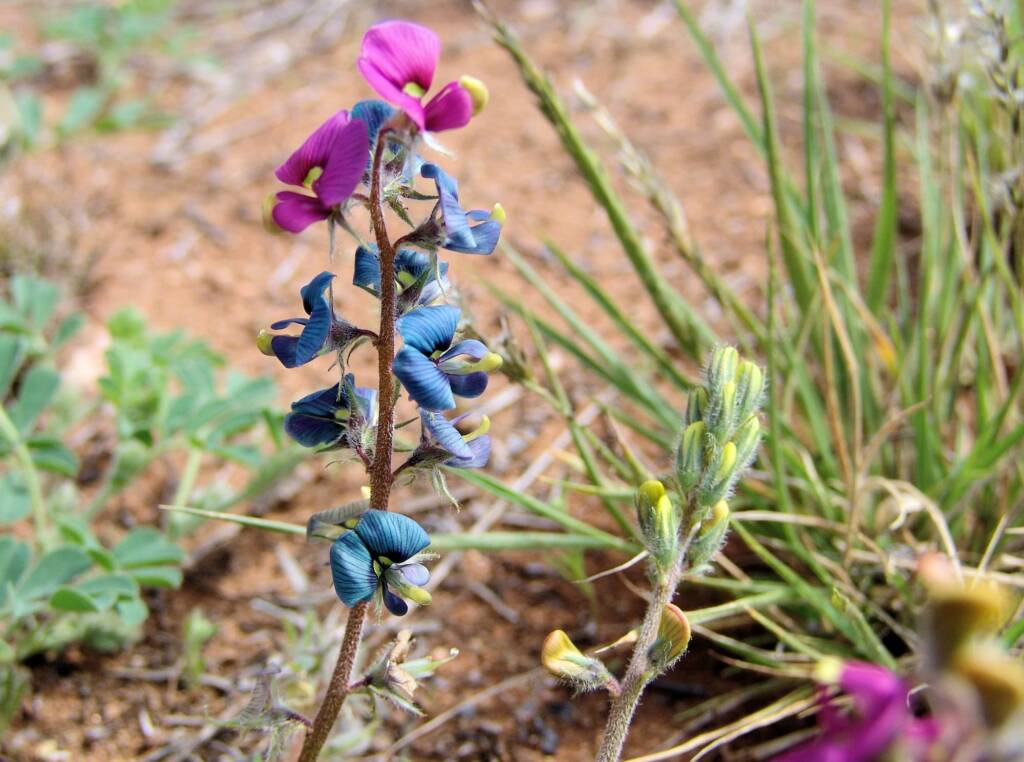 Yellow-keeled Swainsona (Swainsona flavicarinata), Alice Springs NT