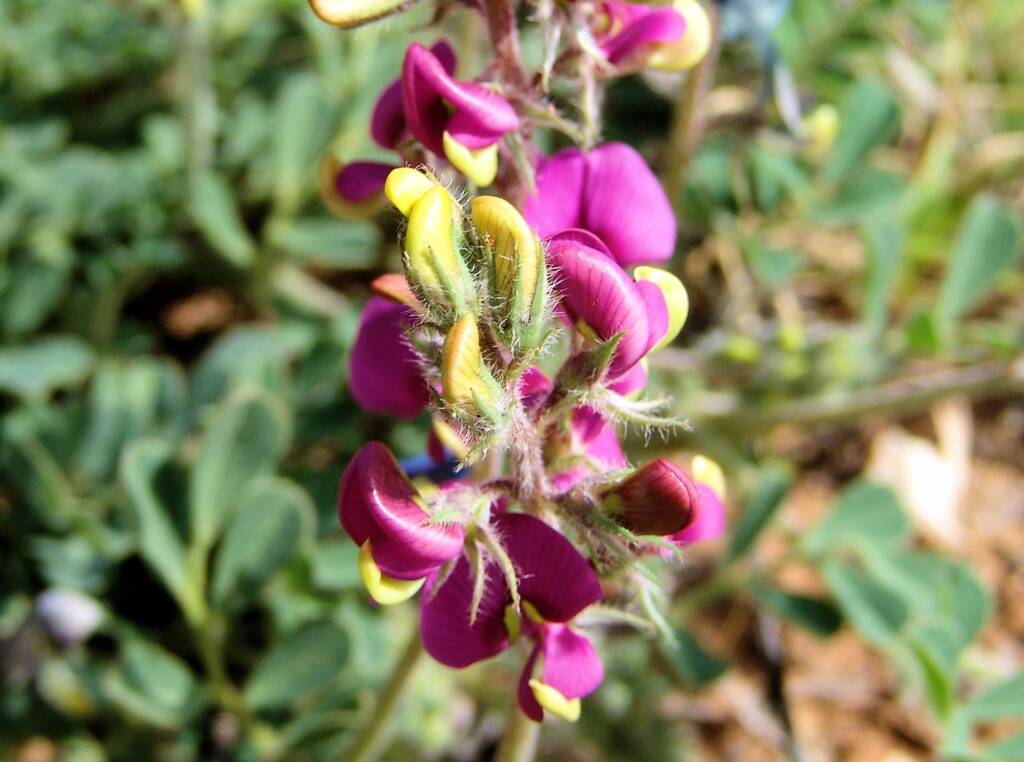 Yellow-keeled Swainsona (Swainsona flavicarinata), Alice Springs NT