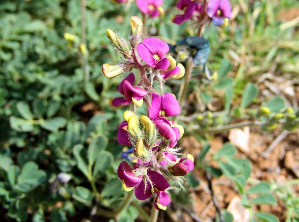 Yellow-keeled Swainsona (Swainsona flavicarinata), Alice Springs NT