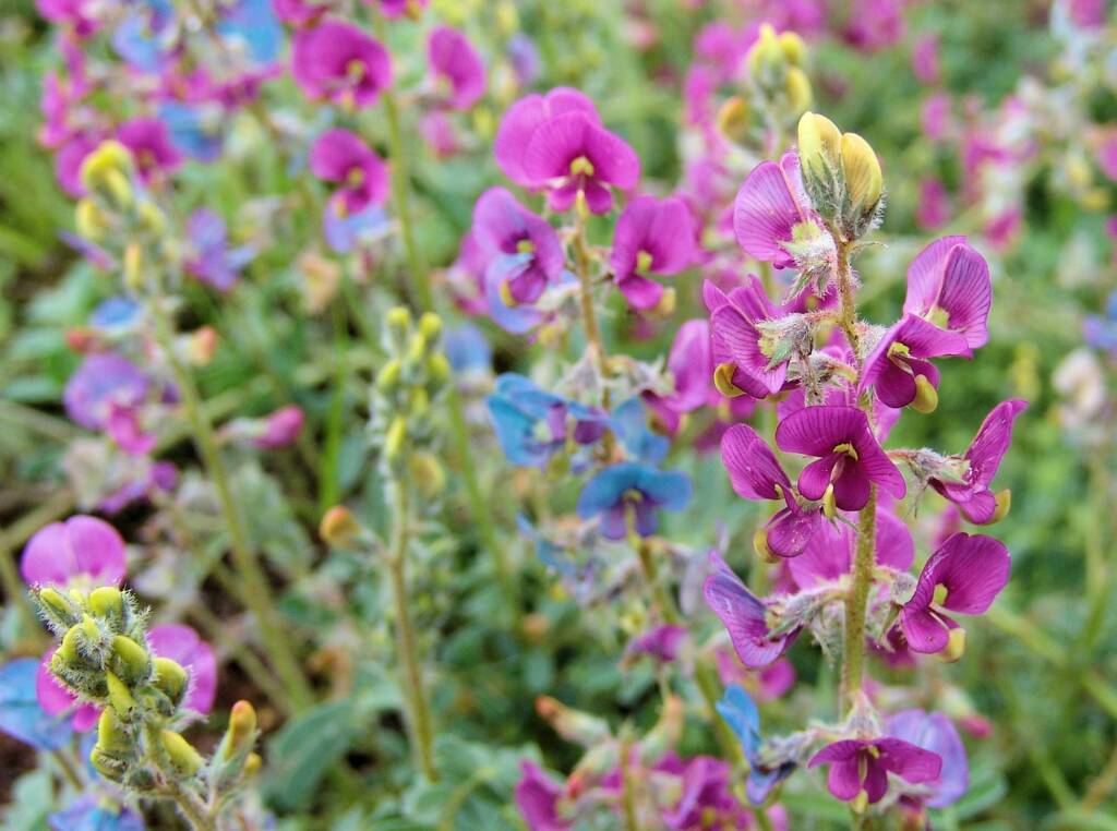Yellow-keeled Swainsona (Swainsona flavicarinata), Alice Springs NT