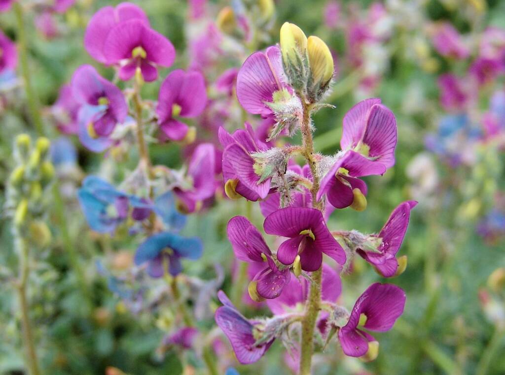 Yellow-keeled Swainsona (Swainsona flavicarinata), Alice Springs NT